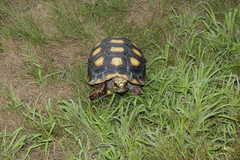 Chelonoidis carbonarius