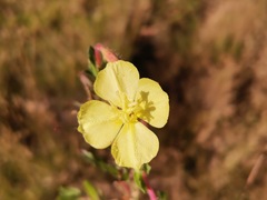 Oenothera pubescens