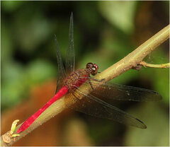 Rhodopygia hinei