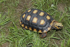 Chelonoidis carbonarius