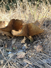 Paxillus cuprinus