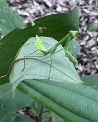 Stagmatoptera