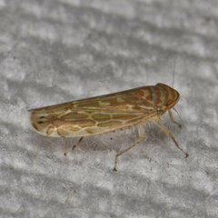 Paralimnus phragmitis
