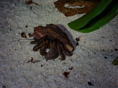 Coenobita brevimanus