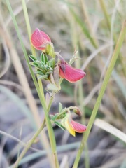 Crotalaria pumila