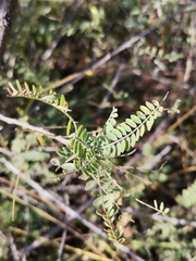 Eysenhardtia polystachya