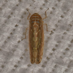 Paralimnus phragmitis
