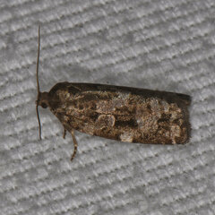 Choristoneura fumiferana