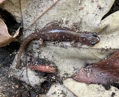 Aneides lugubris