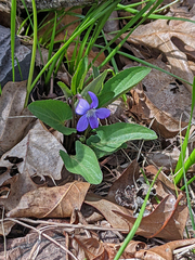 Viola sagittata
