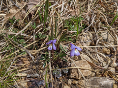 Viola pedata