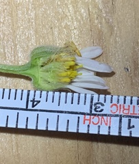 Erigeron pulcherrimus