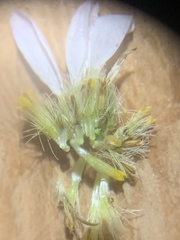 Erigeron pulcherrimus