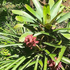 Aechmea distichantha