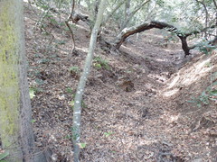 Comarostaphylis diversifolia