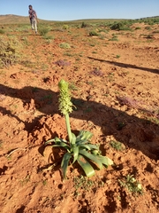 Ornithogalum xanthochlorum