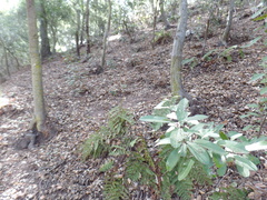 Comarostaphylis diversifolia