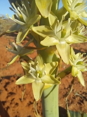 Ornithogalum xanthochlorum