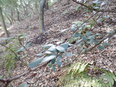 Comarostaphylis diversifolia