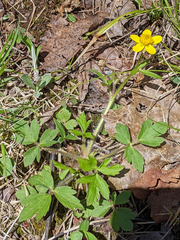 Ranunculus hispidus