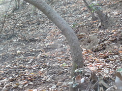 Comarostaphylis diversifolia