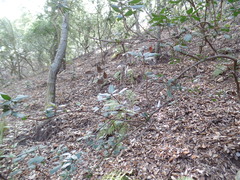 Comarostaphylis diversifolia