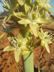 Ornithogalum xanthochlorum