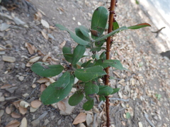 Comarostaphylis diversifolia