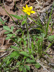Ranunculus hispidus