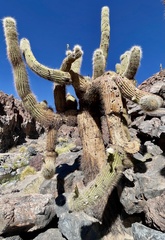 Trichocereus atacamensis