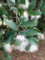 Syzygium australe