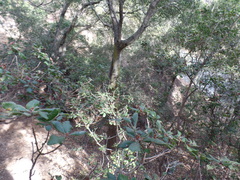 Comarostaphylis diversifolia