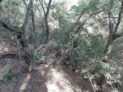 Comarostaphylis diversifolia