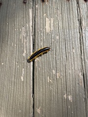 Apheloriini