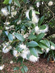 Syzygium australe