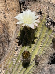 Trichocereus atacamensis