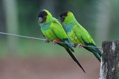 Aratinga nenday