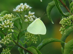 Aphrissa statira statira