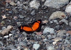 Tegosa