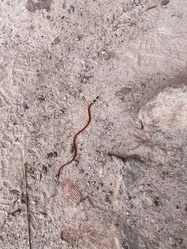 Tocantins Blackhead