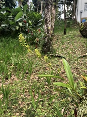 Polystachya concreta