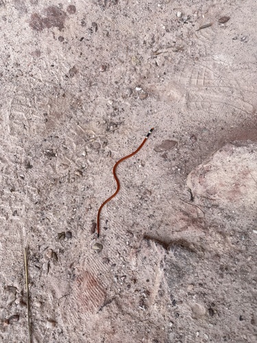 Tocantins Blackhead