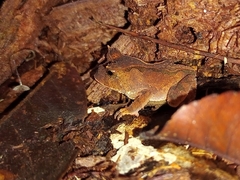 Proceratophrys renalis