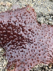 Chondracanthus exasperatus