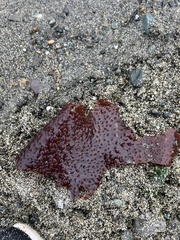 Chondracanthus exasperatus