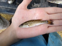 Micropterus