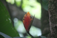 Heliconia episcopalis
