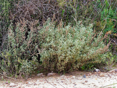 Artemisia barrelieri