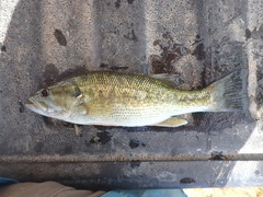 Micropterus punctulatus