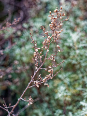Artemisia barrelieri